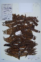 大桫欏藏品圖，第1張