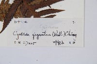 大桫欏藏品圖，第5張