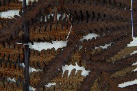 大桫欏藏品圖，第6張