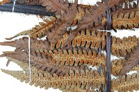 大桫欏藏品圖，第7張