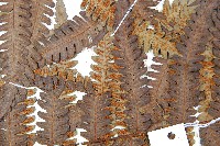 大桫欏藏品圖，第8張