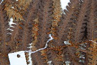 大桫欏藏品圖，第9張