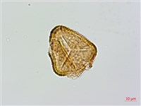 大桫欏藏品圖，第3張