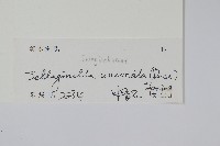 翠雲草、藍草藏品圖，第2張