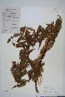 傅氏鳳尾蕨藏品圖，第1張