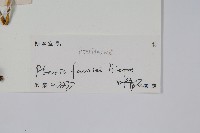 傅氏鳳尾蕨藏品圖，第2張