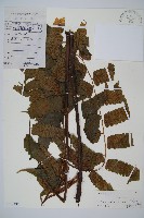 毛柄短腸蕨藏品圖，第1張