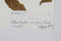 毛柄短腸蕨藏品圖，第2張