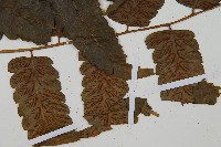 毛柄短腸蕨藏品圖，第3張