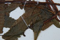 毛柄短腸蕨藏品圖，第4張