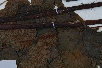 毛柄短腸蕨藏品圖，第5張