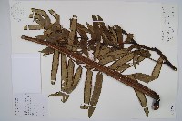 福建蓮座蕨藏品圖，第1張