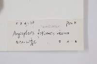 福建蓮座蕨藏品圖，第2張