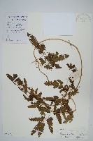 曲軸海金沙藏品圖，第1張