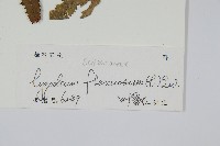 曲軸海金沙藏品圖，第2張