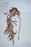 烏毛蕨藏品圖，第1張