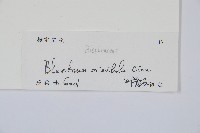 烏毛蕨藏品圖，第2張