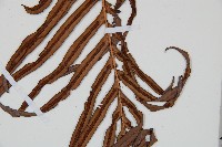 烏毛蕨藏品圖，第3張