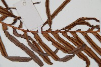 烏毛蕨藏品圖，第4張