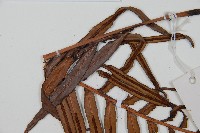 烏毛蕨藏品圖，第5張