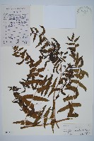 菜蕨藏品圖，第1張