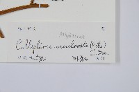 菜蕨藏品圖，第2張