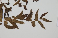 菜蕨藏品圖，第3張