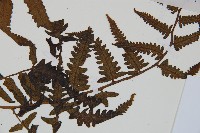 菜蕨藏品圖，第4張