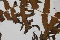 菜蕨藏品圖，第5張