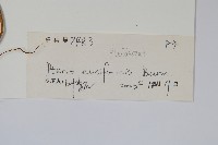 箭葉鳳尾蕨藏品圖，第2張