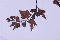 石生鐵角蕨藏品圖，第3張