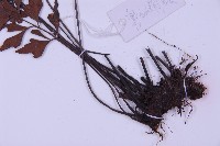 石生鐵角蕨藏品圖，第5張