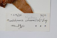 崖薑蕨藏品圖，第2張