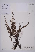 鞭葉鐵線蕨藏品圖，第1張