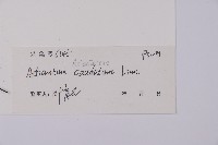 鞭葉鐵線蕨藏品圖，第2張