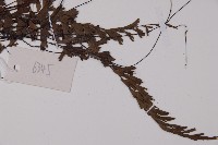 鞭葉鐵線蕨藏品圖，第3張