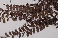 鞭葉鐵線蕨藏品圖，第4張