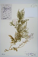 全緣卷柏藏品圖，第1張