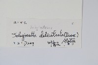 全緣卷柏藏品圖，第2張