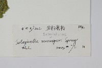 單抱卷柏藏品圖，第2張