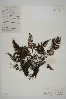 銀粉背蕨藏品圖，第1張