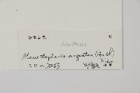銀粉背蕨藏品圖，第2張