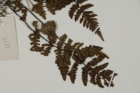 銀粉背蕨藏品圖，第3張