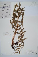 鐮羽貫眾藏品圖，第1張