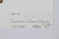 鐮羽貫眾藏品圖，第2張