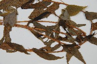 鐮羽貫眾藏品圖，第3張