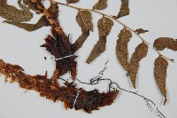 鐮羽貫眾藏品圖，第5張