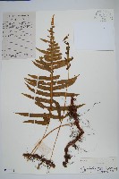 友水龍骨藏品圖，第1張