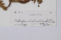 栗蕨藏品圖，第2張