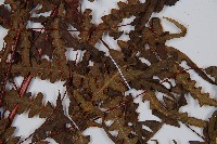 栗蕨藏品圖，第3張